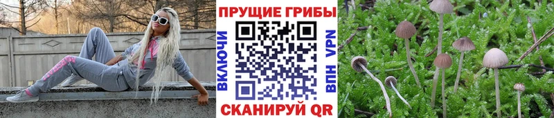 что такое Ядрин Галлюциногенные грибы мицелий